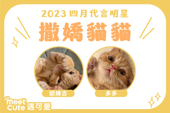 2023｜四月代言《撒嬌貓貓》