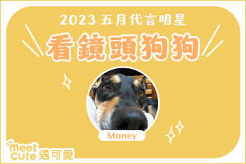 2023｜五月代言《看鏡頭狗狗》