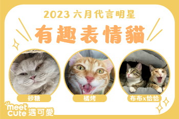 2023｜六月代言《有趣表情貓貓》