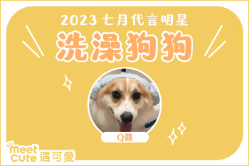 2023｜七月代言《洗澡狗狗》