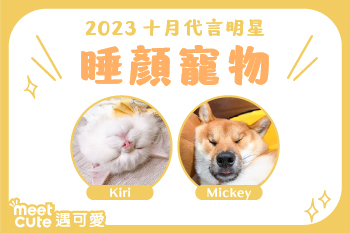 2023｜十月代言《睡顏貓貓》