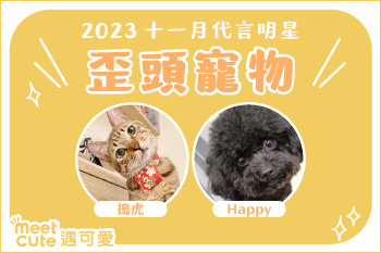 2023｜十一月代言《歪頭寵物》