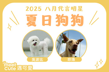 2025｜八月代言《夏日狗狗》
