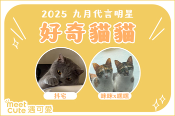 2025｜九月代言《好奇貓貓》