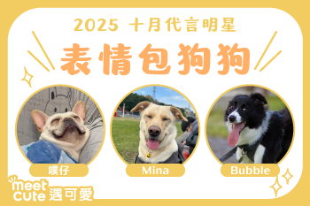2025｜十月代言《表情包狗狗》