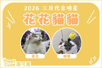 2026｜三月代言《花花貓貓》