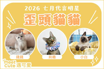 2026｜七月代言《歪頭貓貓》